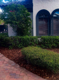 {{brizy_dc_image_alt imageSrc=